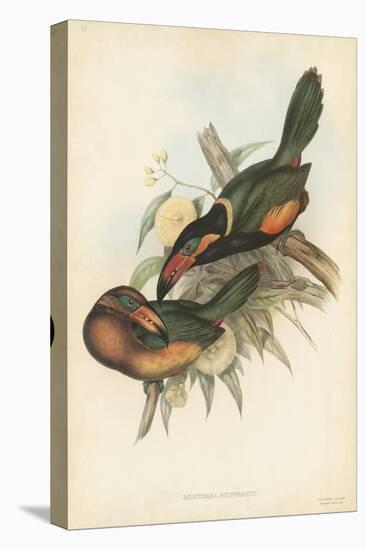 Tropical Toucans V-John Gould-Stretched Canvas