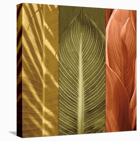 Tropical Trio II-John Seba-Stretched Canvas