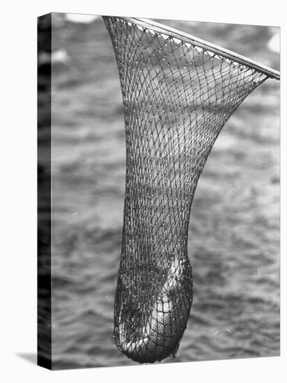 Trout Caught in a Net-Carl Mydans-Premier Image Canvas
