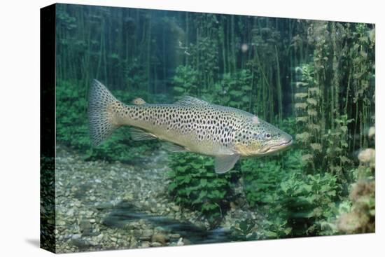 Trout (Salmo Trutta), Germany-Reinhard Dirscherl-Premier Image Canvas