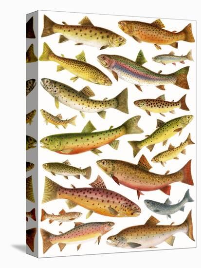 Trout-English School-Premier Image Canvas