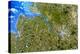 True-colour Satellite Image of Hamburg, Germany-PLANETOBSERVER-Premier Image Canvas