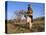 Truffle Producer with Pig Searching for Truffles in January, Quercy Region, France-Adam Tall-Premier Image Canvas