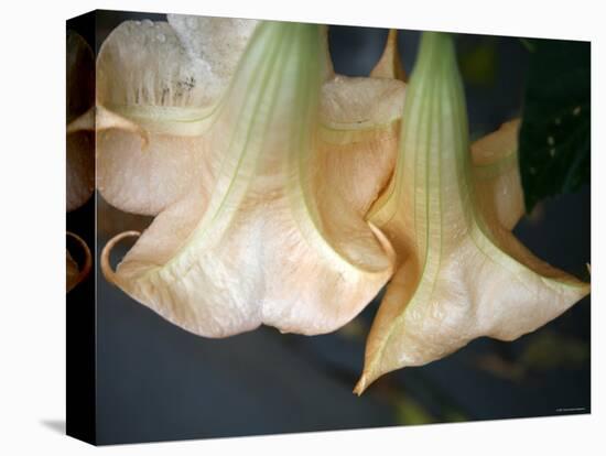Trumpet Flowers Double-Nicole Katano-Stretched Canvas