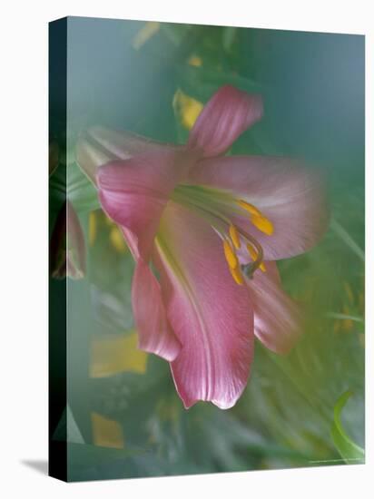 Trumpet Lily, Seattle, Washington, USA-Terry Eggers-Premier Image Canvas