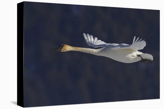 Trumpeter swan flying-Ken Archer-Premier Image Canvas