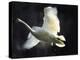 Trumpeter Swan in Flight-Vernon Merritt III-Premier Image Canvas