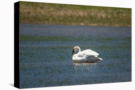 Trumpeter swan, Lamar River, Lamar Valley, Yellowstone National Park, Wyoming, USA-Roddy Scheer-Premier Image Canvas