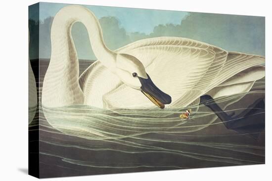 Trumpeter Swan (Olor Buccinator), Plate Ccccvi, from 'The Birds of America'-John James Audubon-Premier Image Canvas