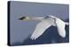 Trumpeter Swan, Winter Flight-Ken Archer-Premier Image Canvas