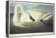 Trumpeter Swan-John James Audubon-Premier Image Canvas