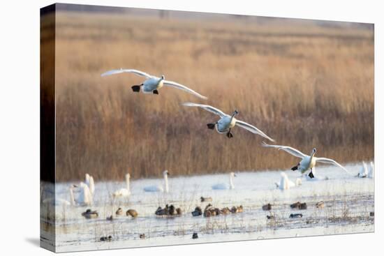 Trumpeter Swans Flying to Wetland, Riverlands Migratory Bird Sanctuary, West Alton, Montana-Richard and Susan Day-Premier Image Canvas