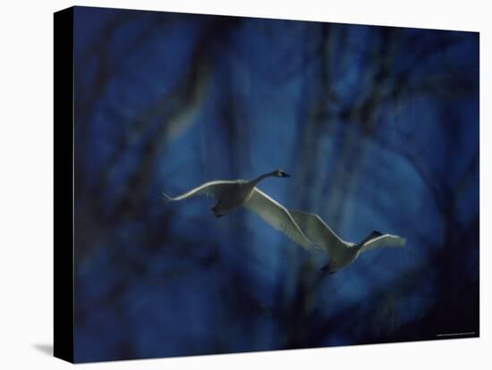 Trumpeter Swans in Flight-Vernon Merritt III-Premier Image Canvas