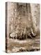 Trunk of the 'Grizzly Giant', Mariposa Grove, 33 Feet Diameter, 1861-Carleton Emmons Watkins-Premier Image Canvas