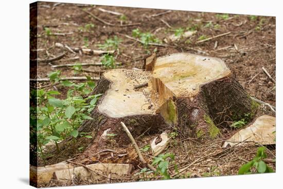 Trunk, sawed off, cut surface, common spruce, Picea abies-David & Micha Sheldon-Stretched Canvas