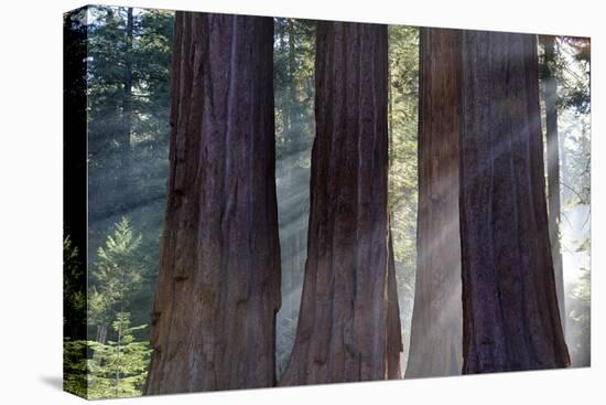 Trunks Of Giant Sequoia Trees (Sequoiadendron Giganteum) Sequoia National Park, California, USA-Jouan Rius-Premier Image Canvas