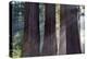 Trunks Of Giant Sequoia Trees (Sequoiadendron Giganteum) Sequoia National Park, California, USA-Jouan Rius-Premier Image Canvas