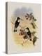 Tschudi's Inca, Bourcieria Insectivora-John Gould-Premier Image Canvas