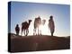 Tuareg Man with Camel Train, Erg Chebbi, Sahara Desert, Morocco-Peter Adams-Premier Image Canvas