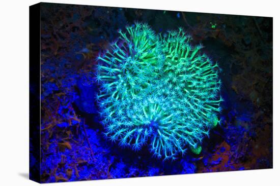 Tube Coral, Day Fluorescing, Palau, Rock Islands-World Heritage Site, Micronesia-Stuart Westmorland-Premier Image Canvas