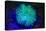 Tube Coral, Day Fluorescing, Palau, Rock Islands-World Heritage Site, Micronesia-Stuart Westmorland-Premier Image Canvas