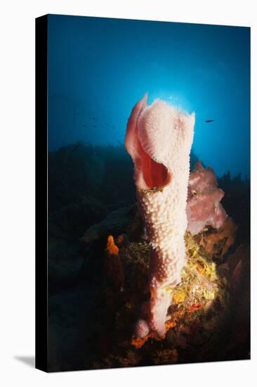 Tube Sponge on a Coral Reef-Reinhard Dirscherl-Premier Image Canvas