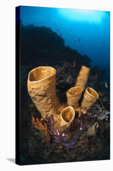 Tube Sponges-Matthew Oldfield-Premier Image Canvas