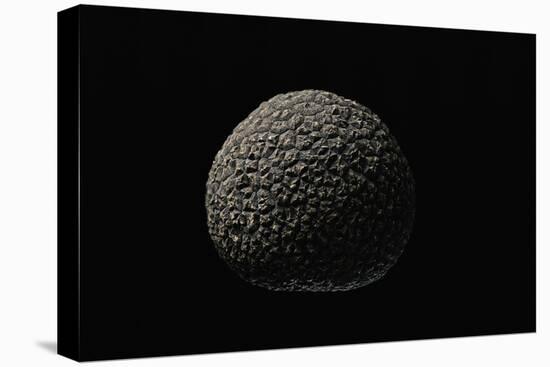 Tuber Melanosporum (Black Truffle, Perigord Truffle,French Black Truffle, Perigord Black Truffle)-Paul Starosta-Premier Image Canvas