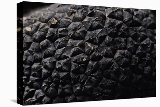 Tuber Melanosporum (Black Truffle, Perigord Truffle,French Black Truffle, Perigord Black Truffle)-Paul Starosta-Premier Image Canvas