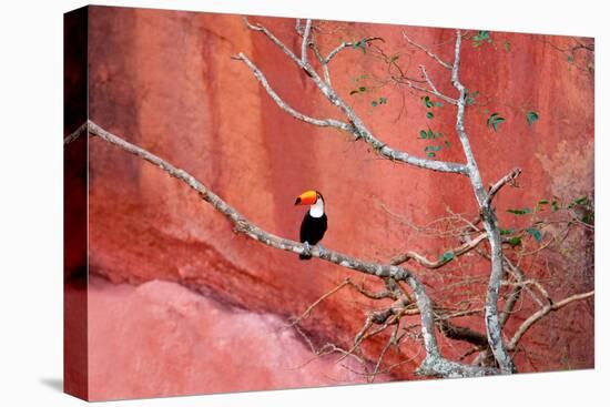 Tucan and a Red Wall-Howard Ruby-Premier Image Canvas