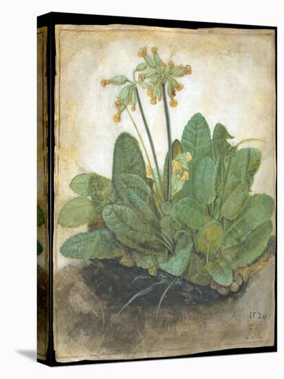 Tuft of Cowslips by Albrecht D¼rer-Albrecht Dürer-Premier Image Canvas