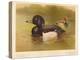 Tufted Duck (Fuligata cristata), Red-Crested Pochard (Netta rufina), 1900, (1900)-Charles Whymper-Premier Image Canvas