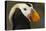 Tufted Puffin Bird, Oregon Coast Aquarium, Newport, Oregon, USA-Rick A. Brown-Premier Image Canvas