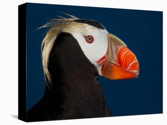 Tufted Puffin-Alfred Forns-Premier Image Canvas