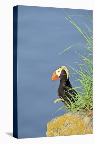 Tufted puffinon a cliff on Round Island, Alaska.-Martin Zwick-Premier Image Canvas