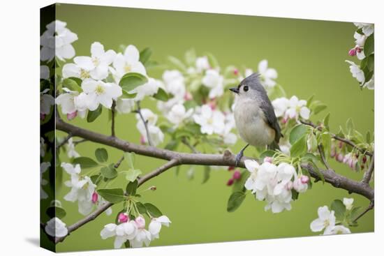 Tufted Titmouse in Crabapple Tree in Spring. Marion, Illinois, Usa-Richard ans Susan Day-Premier Image Canvas