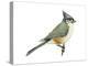 Tufted Titmouse (Parus Bicolor), Birds-Encyclopaedia Britannica-Stretched Canvas