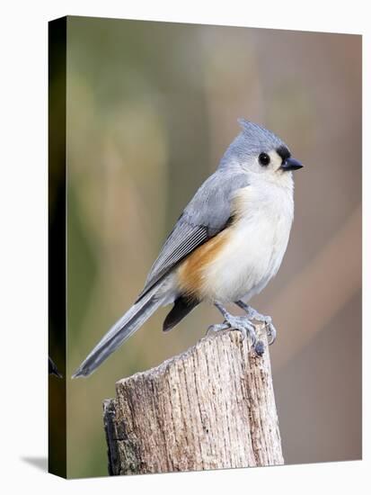 Tufted-Titmouse-Gary Carter-Premier Image Canvas