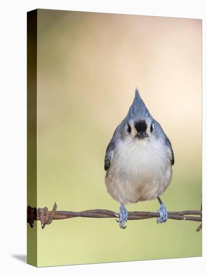 Tufted Titmouse-Gary Carter-Premier Image Canvas