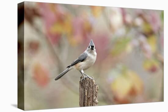 Tufted Titmouse-Gary Carter-Premier Image Canvas