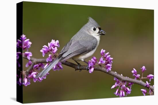 Tufted Titmouse-Lantern Press-Stretched Canvas