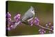 Tufted Titmouse-Lantern Press-Stretched Canvas