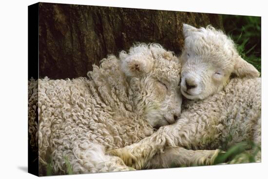 Tukidale Sheep Lambs, Raised for Carpet Wool-null-Premier Image Canvas