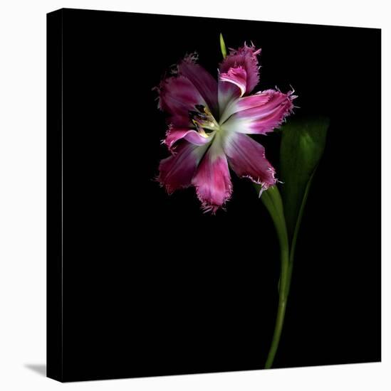 Tulip 1-Magda Indigo-Stretched Canvas