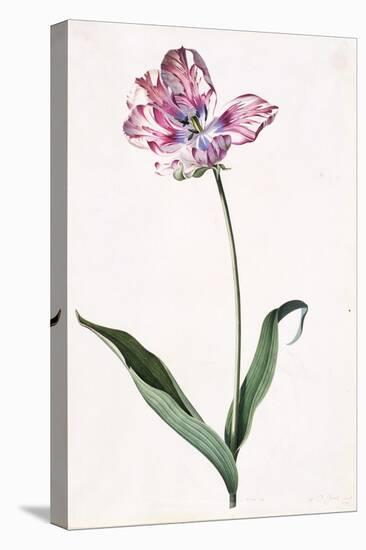 Tulip, A Botanical Illustration, A Botanical Illustration-Georg Dionysius Ehret-Premier Image Canvas