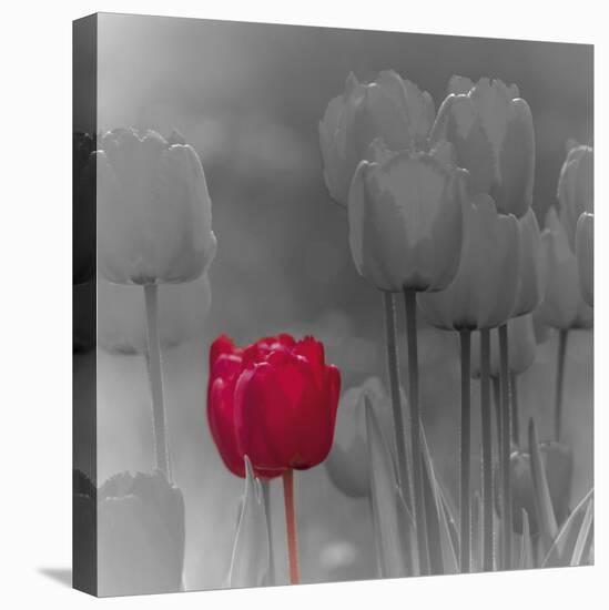 Tulip Accent I-Katja Marzahn-Stretched Canvas