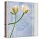 Tulip and Blue Tapestry II-Richard Sutton-Stretched Canvas