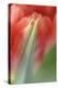 Tulip, Blossom, Close-Up-Andreas Keil-Premier Image Canvas