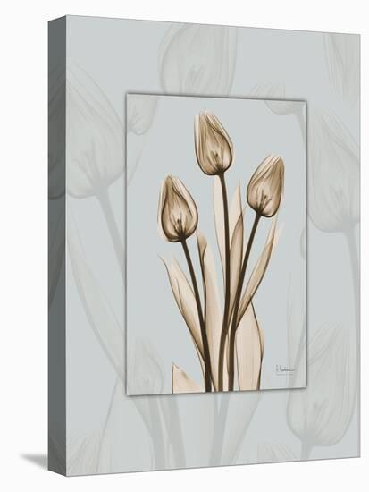 Tulip Blu Brown 2-Albert Koetsier-Stretched Canvas