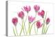 Tulip blush-Mandy Disher-Premier Image Canvas